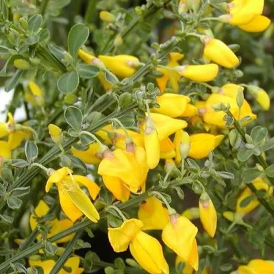 Produktbild von 2 X Elfenbein-Ginster / Cytisus Allgold | Kleinstrauch und Winterhart - Gelb - 2 x Mehrjährige blühende Pflanzen | 2 x 1,5 Liter Topf