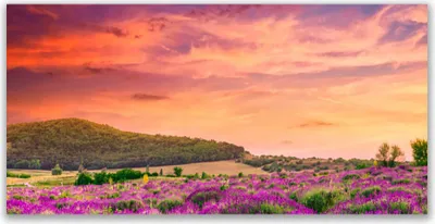 Produktbild von Glasbilder 140x70 Wandbild Druck auf Glas Wiese Blumen Landschaft