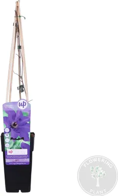 Zdjęcie produktu dla Bloomique - Clematis The President - Clematis - Fioletowy - Pnącza - Rośliny ogrodowe - Odporne na zimę - 50-70 cm wysokości - Doniczka 15 cm
