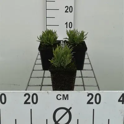 Image de 6 x Lavandula ang. dwarf Blue' - Lavande - Pot 9 x 9 cm