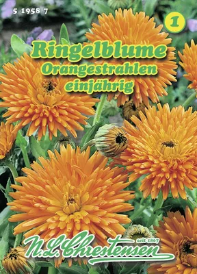 Produktbild von Ringelblume Orangestrahlen | Ringelblumensamen von N.L. Chrestensen