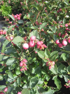 Produktbild von Symphoricarpos doorenbosii Magic Candy - Schneebeere - Korallenbeere - 40-60 cm