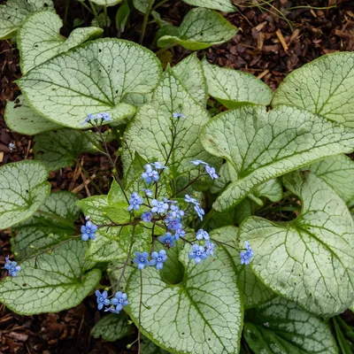 Produktbild von 3x Brunnera macrophylla Staude, Blau, winterhart, 20 cm hoch, Topf Ø 9 cm