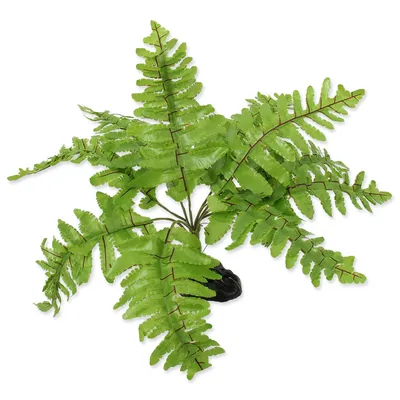 Zdjęcie produktu dla Paproć Nephrolepis 20 cm 1 szt