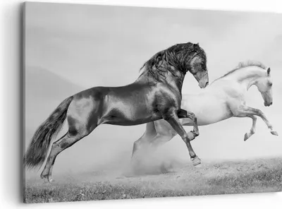 Produktbild von Bild auf Leinwand - Leinwandbild - Pferde Tiere Galopp Wiese - 100x70cm - Wand Bild - Wanddeko - Leinwanddruck - Bilder - Kunstdruck - Wanddekoration - Leinwand bilder - Wandkunst - AA100x70-2683