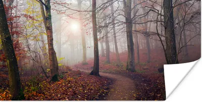Produktbild von MuchoWow® Poster Waldweg - Herbst - Nebel - Bäume - Laub 80x40 cm - Wanddeko