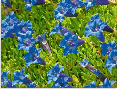 Produktbild von ARTland Glasbild Enzian Größe: 80x60 cm