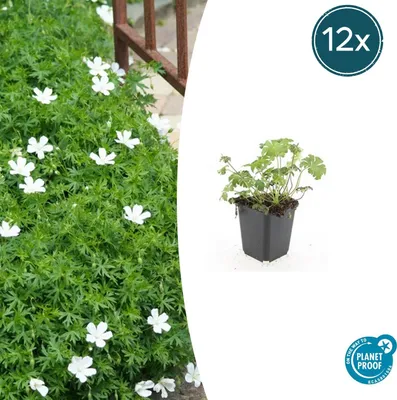 Produktbild von Bodendecker - Schnee-Storchschnabel - Geranium sanguineum 'Album' - 9cm Topf - Set mit 12 Pflanzen