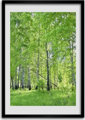 Produktbild von Bild - Bilderrahmen - Foto - 70 cm x 100 cm - MDF - Rahmen - Wandkunst - Birkenwald