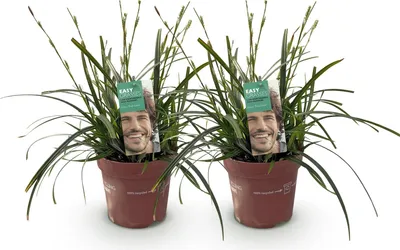 Produktbild von GreenboutiQ - Ziergräser - Carex oshimensis Intense Green - Grün - 2 Pflanzen - Immergrün - Wenig Pflege - Topf 17cm Höhe 50cm