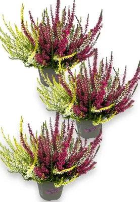 Produktbild von Enseleits Calluna vulgaris, Winterheide, Besenheide, Trios im 11er Topf, 3Pflanzen