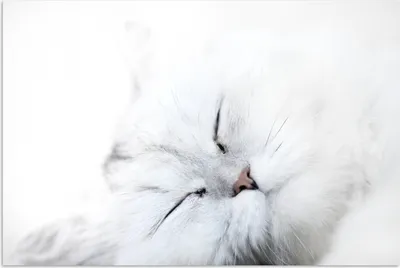Produktbild von MuchoWow® Poster Katze - Weiß - Großaufnahme 90x60 cm - Schlafzimmer