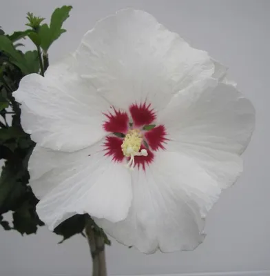 Produktbild von Hochstamm Garten-Eibisch Red Heart - Hibiscus syriacus - 80cm Stamm + Krone