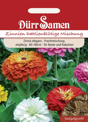 Produktbild von Dürr-Samen - Zinnien Dahlienblütige Prachtmischung einjährig 60-80 cm - Saatgut - 0741