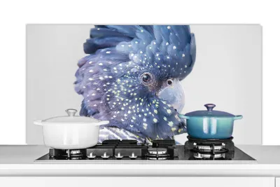 Obrázok produktu pre MuchoWow® Kuchynský splashback - Kuchynský backsplash - Ochrana steny sporáka a drezu - Kaketoe - Blauw - Dieren - Natuur 120x60 - Alu-Dibond (alternatíva k sklenenému splashbacku) - Tepelne odolný - Splashback na sporák - Ochrana dlaždíc - Splashback na sporák - Ochrana dlaždíc - Odolný voči teplote - Alu