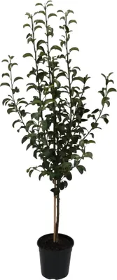Produktbild von Gute Luise Herbstbirne Birnenbaum als Buschbaum ca. 110-140 cm 9,5 Liter Topf Unterlage Quitte A
