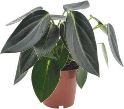Produktbild von Gardners Peperomia Vanilla, Durchmesser 12 cm