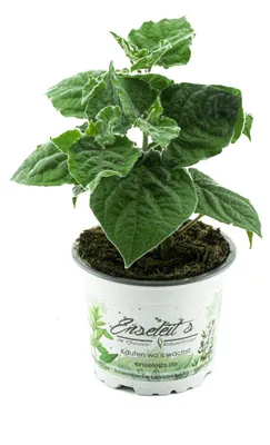 Produktbild von Enseleits Andenbeere (Physalis peruviana), frische Kapstachelbeere Pflanze