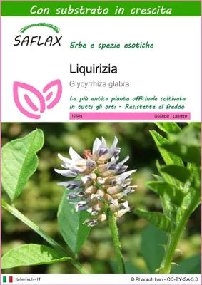 Immagine prodotto di SAFLAX - Liquirizia - 30 semi - Con substrato - Glycyrrhiza