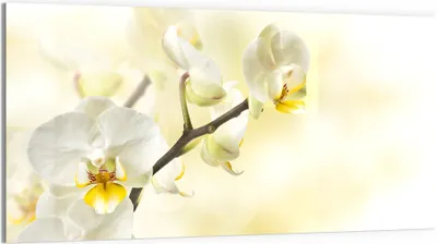 Produktbild von DEQORI Glasbild Echtglas 100x50 cm 'Orchideenzauber' Wandbild Bild modern Deko
