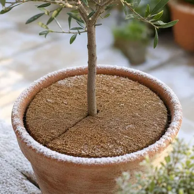 Produktbild von Kokos Pflanzenschutzscheibe 60 cm für Winterschutz, atmungsaktiv & biologisch abbaubar