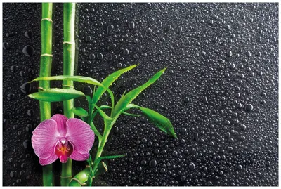 Produktbild von Wallario Wandbild aus Acryl, 90 x 60 cm, freischwebende Optik - Bambus und pinke Orchidee auf schwarzem Glas mit Regentropfen