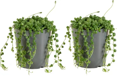 Produktbild von 2er Set - Senecio Rowleyanus - Erbsenpflanze - Sukkulenten - Hängepflanze - Zimmerpflanzen - Sehr Pflegeleicht - 10-15 cm hoch - Topf 12 cm