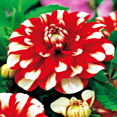 Produktbild von Dahlie Knolle Blüten Sommerblumen Herbstblumen Dekorative Dahlie Jamaica 1 St.