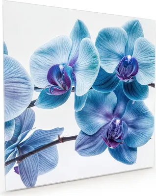 Produktbild von Küchenrückwand Spritzschutz Glas mit Motiv Blaue Orchideen Blüte 40 x 40 cm