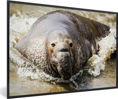 Produktbild von MuchoWow® MuchoWow® Gerahmtes Poster Tiere - Wasser - Strand 90x60 cm - Poster mit zchwarzem Bilderrahmen - Fotorahmen - Foto-Plakat