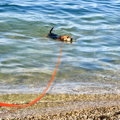 Produktbild von Hondetrainingsleine 5 m, Wasserdichte Lange Hundeleine für Mittelgroße und Große Hunde, Stark und Langlebig (Orange)