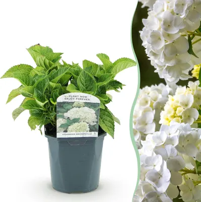 Zdjęcie produktu dla Hortensja - Hydrangea macrophylla Blue - kwitnie na biało - 1 roślina - liściasta - mało wymagająca - 30cm - Ø18cm - Roślina ogrodowa