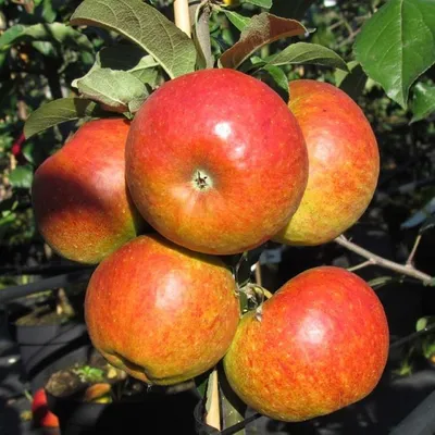 Produktbild von Pilot (S) Winterapfel Buschbaum Topfballen M7