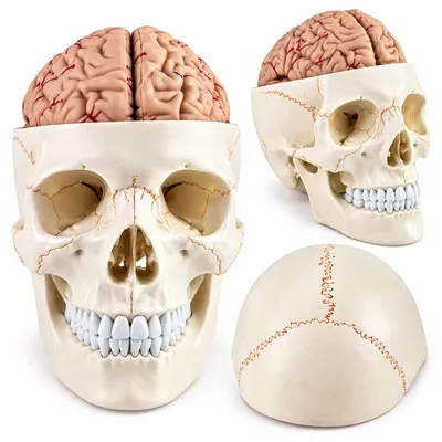 Produktbild von Anatomisches Schädelmodell mit Gehirn, 11-teiliges Gehirnmodell und Menschenschädel, lebensgroß, abnehmbar, mit nummerierten Strukturen für Anatomieunterricht