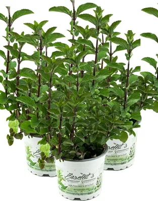 Produktbild von Enseleits 3er Set Minze Hillarys sweet lemon, Minze Pflanze, Winterharte Kräuter Pflanze!