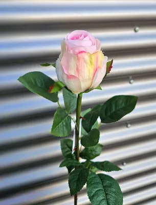 Produktbild von artplants.de Kunstrose SUNJIK, rosa-Creme, 75cm - Künstliche Rosenblüte