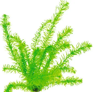 Produktbild von Wasserpest tropische Art - Egeria densa, tropische Art