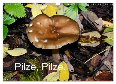 Produktbild von Pilze, Pilze (Wandkalender 2027 DIN A3 quer), CALVENDO Monatskalender