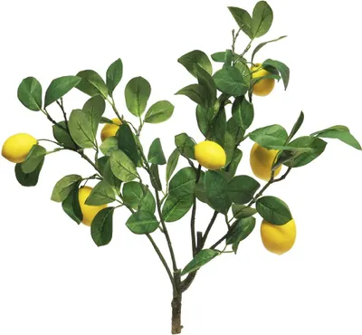 Produktbild von artplants.de Deko AST Zitrone XIALIN mit Früchten, gelb, 60 cm - Zitronen Deko