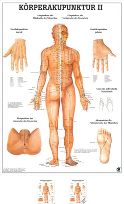 Produktbild von Körperakupunktur II Mini-Poster Anatomie 34x24 cm medizinische Lehrmittel