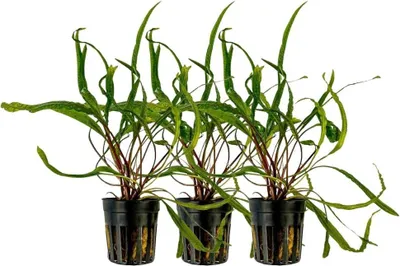Produktbild von Aquarium Pflanze 3 Stück Cryptocoryne balansae Wasserpflanzen AquaOne Nr.309B