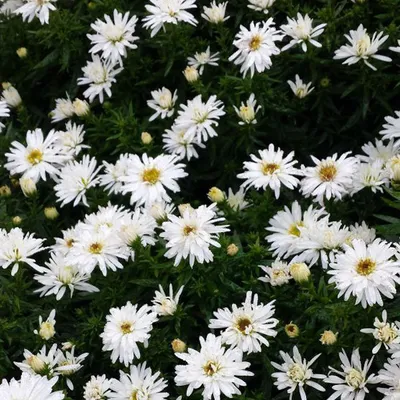 Obrázok produktu pre 6 ks kvetináčov s astrami - Aster 'Kristina' | Kvetináč 9x9 cm