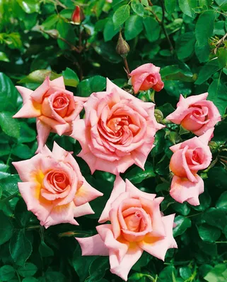 Produktbild von Rosa 'Compassion', Edelrose, apricot-rosa, 5-7,5 Liter Container