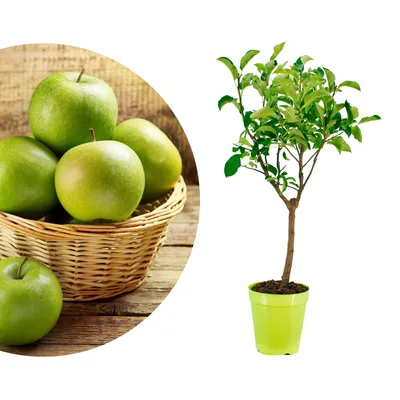 Produktbild von Meine Orangerie - Zwergobst Stämmchen Apfel - Zwergapfel - mehrjähriger Apfelbaum - Höhe inkl. Topf ca. 100cm - winterharter Apfelbaum
