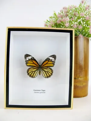 Image de Papillon en relief en 3D, idéal pour la décoration murale