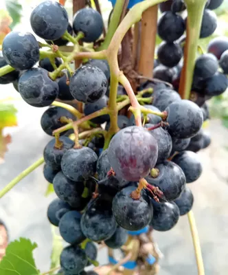 Produktbild von Blaue Weintraube Vitis Regent Weinrebe 100 - 140 cm