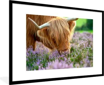 Produktbild von MuchoWow® MuchoWow® Gerahmtes Poster Schottische Hochlandrind - Gras - Heidekraut - Tiere 90x60 cm - Poster mit zchwarzem Bilderrahmen - Wanddekoration - Fotos