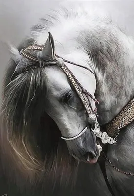 Image de NORIMPEX Diamond Petit portrait d'un cheval 30 x 40 cm