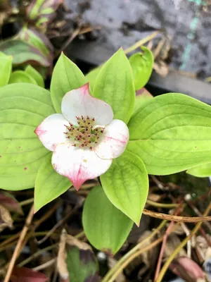 Produktbild von Cornus canadensis - Hartriegel, Schleichender Hartriegel, Zwerghartriegel im Topf 9 x 9 cm