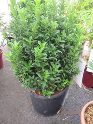 Produktbild von Euonymus japonicus Green Wonder - japanischer Spindelstrauch Green Wonder
